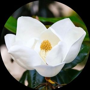 Meet your Posher, Magnolia